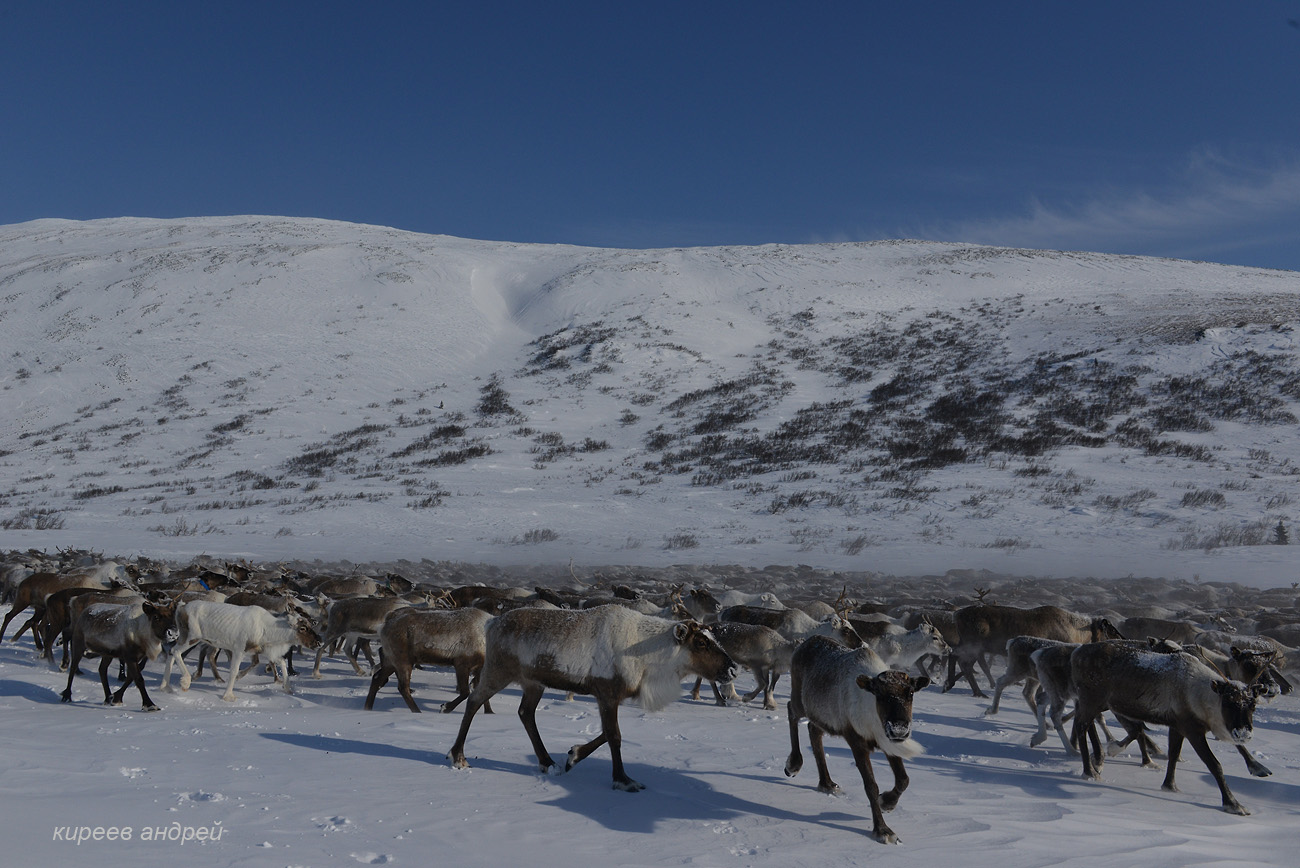 Yamal (Ямал)